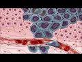 Download Lagu This sound could kill cancer cells (444 Hz) - 60 minutes of probable treatment