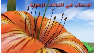 الإخصاب في النباتات الزهرية Fertilization 