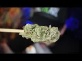 Chunky Academy Watermelon Gusherz THCA Flower Review