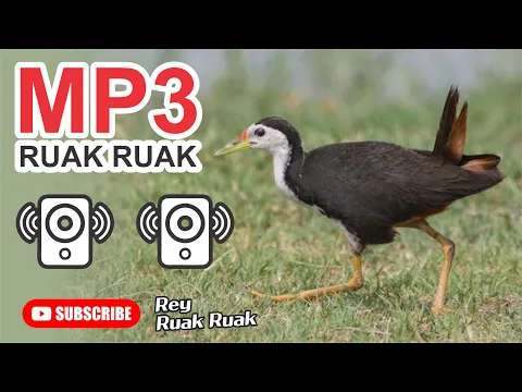 Download MP3 Suara Ruak Ruak Mp3