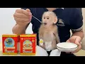 Lagu Baby Monkey Lulu Recovering Slowly — Dad Helps Her With Premium Bird’s Nest Porridge.