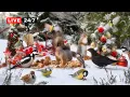 🔴24/7 Christmas CAT TV NO ADS 🎄 BIRDS and SQUIRRELS and Festive Fun with Forest Friends