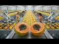 Inside a Modern Papaya Factory: From Fresh Fruit to Purée