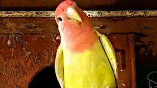 تغريد ذكر الروز 