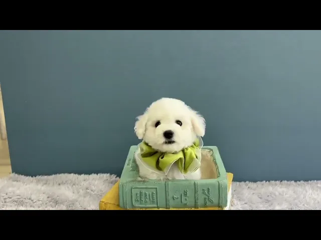 動画