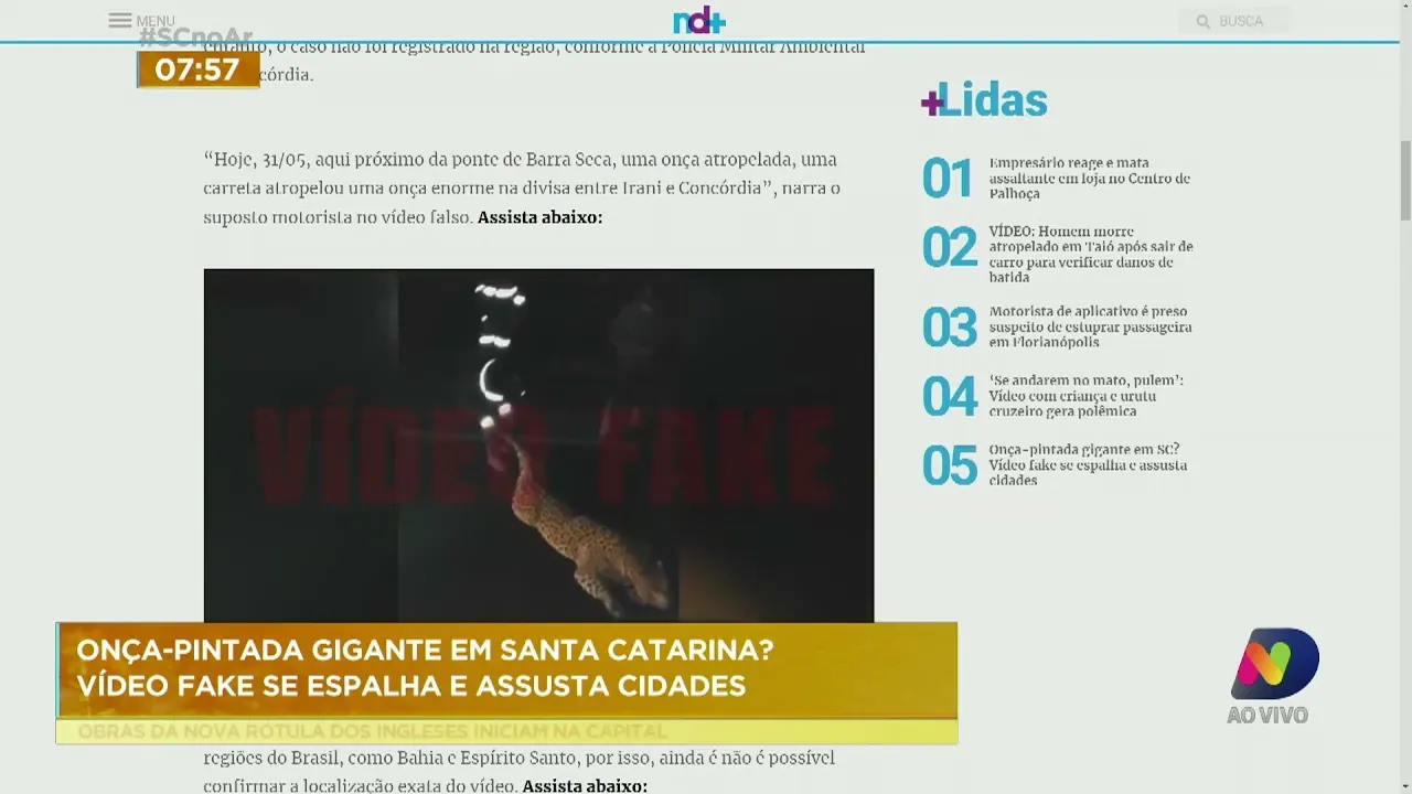 Onça-pintada gigante em Santa Catarina: vídeo fake se espalha e assusta cidades