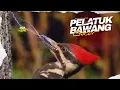 Download Lagu Masteran Pelatuk Bawang Gacor Speed Rapat Jernih