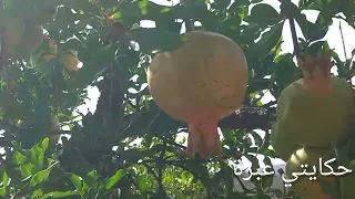 تبريت من والديا انا مسخوطة نهار درت لباس وما بقيتش راضي بهم ونسيت الدنيا دوارة 