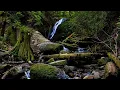 Download Lagu Live ontspannende natuurgeluiden slapen, vogels, water, bos, wind