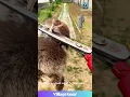 Download Lagu Bunny Dental Drama! 🦷✂️ Those Clippers are HUGE! #rabbit #pets #funnyanimals #diyvet #omg