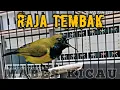 SOGOK ONTONG GACOR FULL TEMBAKAN KERAS || PANCINGAN SOGON CEPAT EMOSI || olive backed sunbird call
