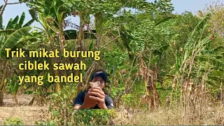 trik mikat burung ciblek sawah yang bandel 