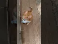 #fyp #catsoftiktok #funnycat #tiktokcats #gingercat #talkingcat