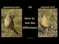 Download Lagu MOUNTAIN PIPIT vs AFRICAN PIPIT - how to tell the difference (a short tutorial) - part 4