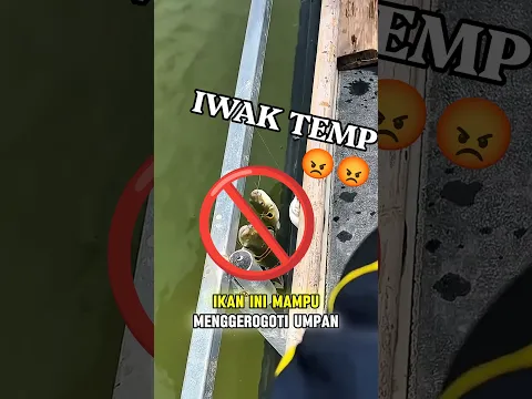 Ikan yang Membuat Pemancing Ramah 🗿