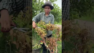 បន្លែផ្លែឈើប្លែកៗនៅចម្ការខ្ញុំ