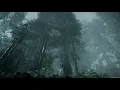The Best of Stray Theories - A Calming Mix