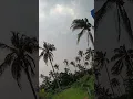 Download Lagu Dancing coconut tree 🌴 #fun #viral #shorts