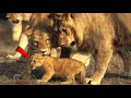Download Lagu Father Lion Meets His Newborn Cub But What Happened to This Lion Cub's Legs? Serengeti National Park