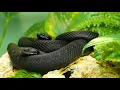 Black Snake Wallpapers