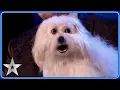 Download Lagu Marc Metral's TALKING DOG wows Simon Cowell! | Unforgettable Audition | Britain's Got Talent