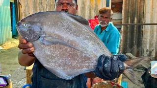 Kasimedu speed selvam black pomfret fish cutting #kasimeduselvam #bigfish