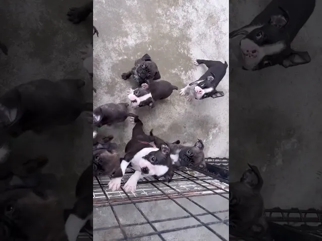 動画