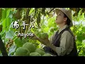 Chayote — You reap what you sow; one plant feeds the whole village…【滇西小哥】
