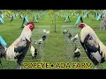 Lagu Popeye Grey Sweater White Muff - Outdoor Breeding Pens Free Range 2025 Amiel Abad Farm
