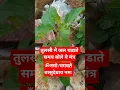 Download Lagu तुलसी माता को जल चडाते समय बोले ये मंत्र #motivation #shortvideo #trending #share