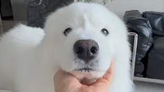 A Day of Freedom for Wooyoo, Who's Always Lived in Mocha's Shadow
