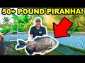Catching a 50lb PIRANHA with My BARE HANDS ft Catch Em All Fishing