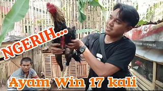 Download NGERI AYAM BANGKOK WIN 17 KALI ( PETARUNG WAJIB NONTON ) Konten hiburan MP3