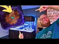 TOP 3 CORAL to add early in your Reef Tank and why