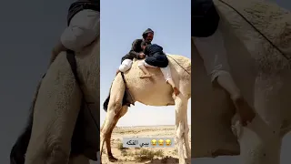 ابو فيصل وراعي حمره 
