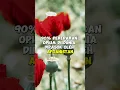 Fantastis Hasilkan Uang 400 Juta Dollar pertahun | #afganistan