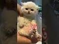 Download Lagu kitten says Fatima Fatima #cat #dubmasteratiq #funny #naturelovers #kitten #cute