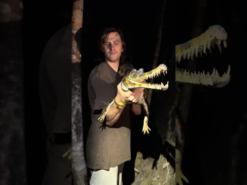 I’m exploring snake Island in Indonesia #Indonesia#Wildlife#Animals#Nature#Snake#crocodile#shorts