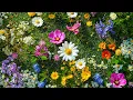 All of your fatigue will go away after just 5 minutes of listening Release Burdens Rest the Mind