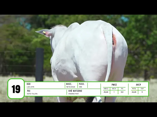 Novilha Nelore LSA - 2376