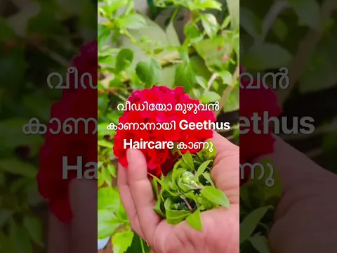 ഈ ചെടിയുടെ മണം അടിച്ചാൽ മതി മുടി തഴച്ചു വളരും