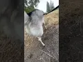 Would you recommend this Treatment for a husky friend