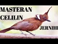 Download Lagu MASTERAN CELILIN SUPER JERNIH!!!