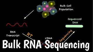 Bulk RNA Sequencing Bulk RNA Seq Analysis Bulk RNA Seq Vs scRNA-seq