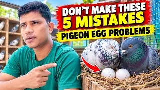 Pigeon Egg Problem // आप 5 गलती मत करो // क्या आपकी कबूतरी भी अंडे नहीं दे रहे है ||