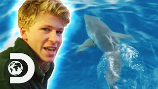 Download Robert Irwin Swims With Great White Sharks For The First Time! | Crikey! It's Shark Week MP3