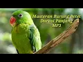 Download Lagu Suara Masteran Burung Betet yang Jernih Durasi 30 Menit MP3