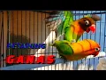 Pancingan Lovebird Petarung, Bakal buat lovebird lain EMOSI-GANAS