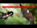 Download Lagu masteran kombinasi cililin dan jangkrik||berjeda dengan gemericik air!!