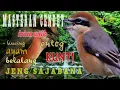 Download Lagu #cendet #suaraunik  #masteringcendet masteran cendet full isian suara unik
